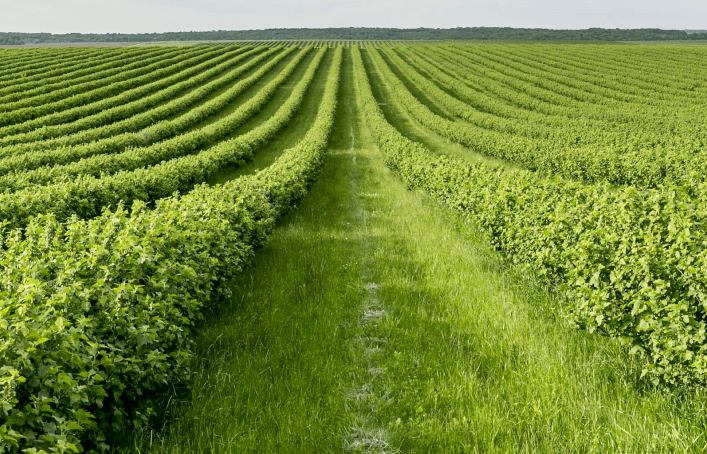 Agriculture & Food Processing